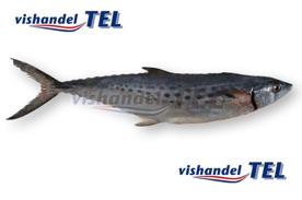 Spanish mackerel Spaanse makreel.jpg